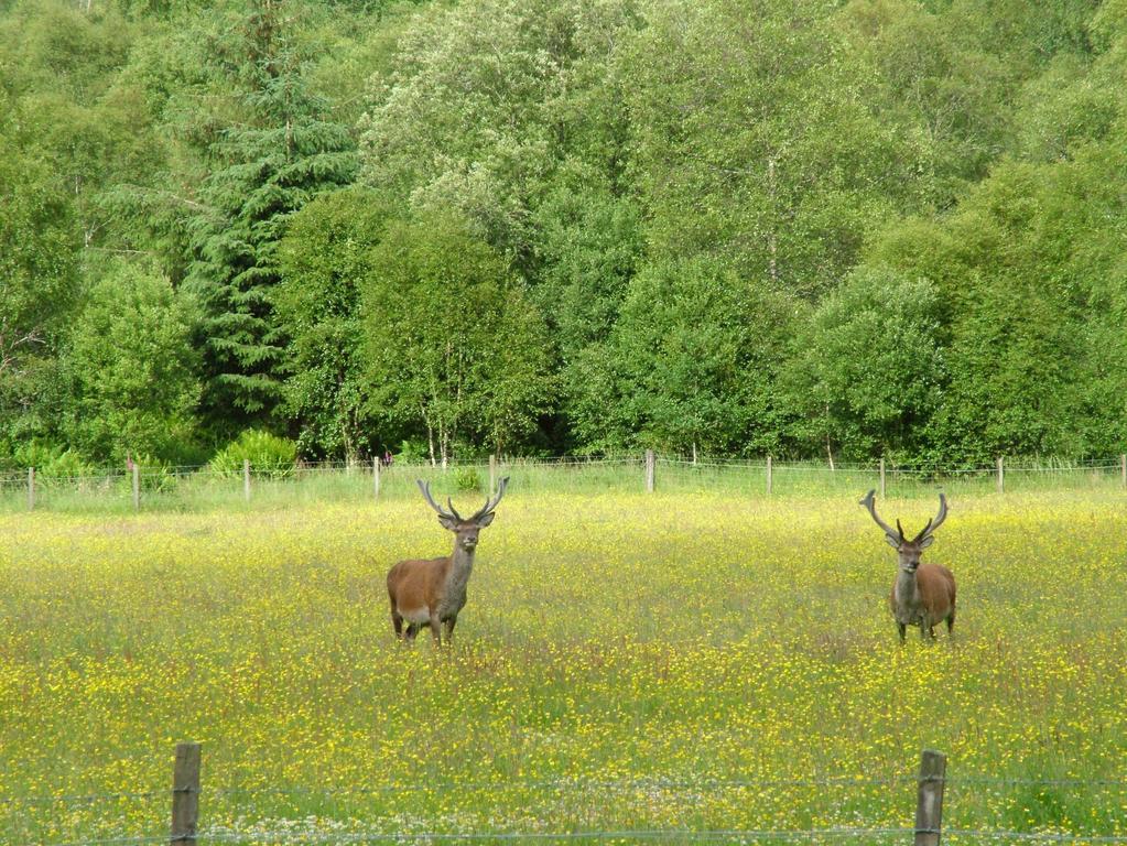 Inverawe Cottages Taynuilt Luaran gambar